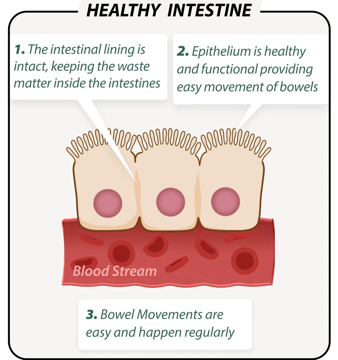 Healthy gut with Emma Relief – balanced microbiome illustration